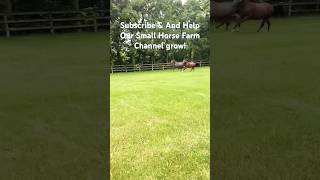 And They’re Off!  #horses #equine #horsefarm #thorougbred #ottb #quarterhorse #outdooradventure
