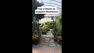 3 Plants to Deepen Your Meditation  #shorts