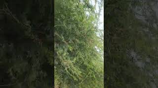 আমি যদি যাইগো মরে