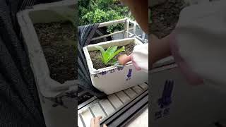 Fresh as a Leafy Green. #cutegirl #freshbeauty #naturalcharm