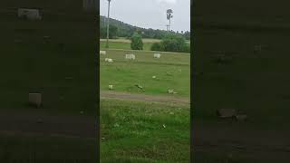 Birds #nature #naturelovers #relaxing #forest #birds