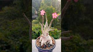 Plant Id:- Golden Crown  #adeniumarabicum #adeniumgarden #adeniums #goldencrown #adenium #flowers