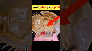 Amazing creatures facts that you won't believe #facts