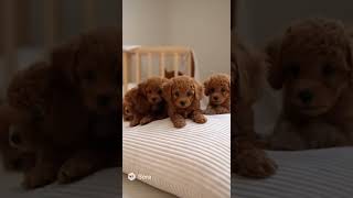 🐾 33. Lovely Puppies – AI Moments 🪻 #ai生成 #sora2 #aigeneratedvideo