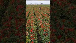 China's amazing chilli farming technique 😨