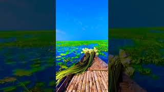 ঘর ছাড়া বাতাস হয়ে তোমায় ভাসাতে চাই 🖤।মিনার। use  🎧 for better sound  feelings // Dipta°™✓∆