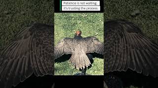 Patience is not waiting; it's trusting the process. #motivationalquotesdaily #edit #falcon