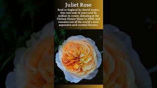 TOP TEN  RAREST FLOWERS  IN THE WORLD  #trendingshorts  #shortvideos  #topten #rareflowers #shorts