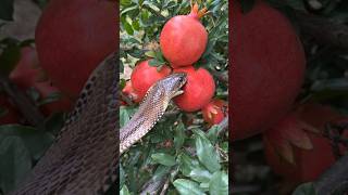 A big cobra snake is eating pomegranate #snakevideo #cobrasnake