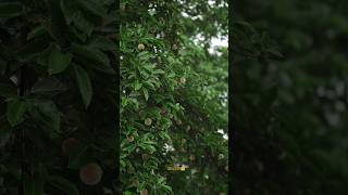 #foryou #saudiarabia #flowers #highlights #hindisong #bangladesh
