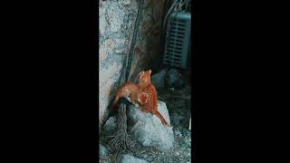 Adorable Baby Cats Compilation 🐾 Cutest Moments and Playful Antics😻"#BabyCats #CuteKittens #Adorable