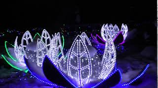 Holiday Lights at Minnesota Landscape Arboretum.