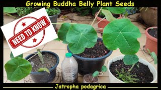 You Need to Know This! Growing Buddha Belly Plant Seeds - Jatropha podagrica