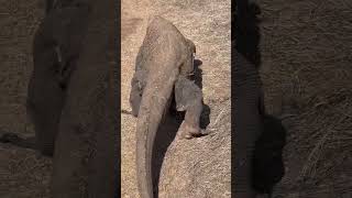 OMG😱😬So Close… Tracking the Komodo’s Footsteps!- #americanviewers #komodo #wildlifeentertainment