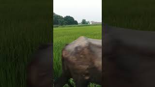 Village life❤ #nature #villagenaturelife #farminglife #tranding #shorts