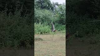 krishna trance peacock natural dance #music #entertainment  yt shorts