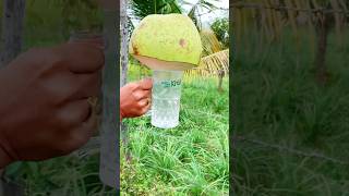 Fresh coconut juice! Coconut cutting skills #asmr #satisfying #coconut  #shorts #cuttingskills
