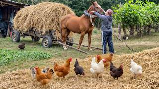 Rustic Ukrainian Countryside – Daily Life, Harvest & Traditional Cooking