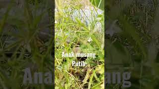 🥰Anak Musang Putih 😂