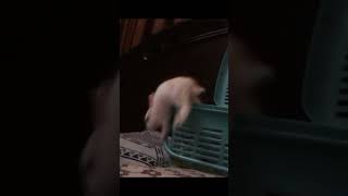 From Furry to Fabulous: The Incredible Transformation of My Rabbits