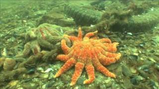 OCEANIC NURSERIES PROMO