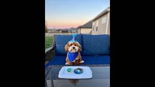 Happy 1st Birthday of Milo the Havanese Puppy