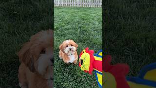 Milo the Havanese puppy got a new toy and look what he did !!!
