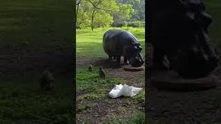 #hippo#nature