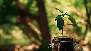 THE SEED // Inspirational Short Film