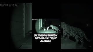 The friendship between a tiger and a cat caught on camera #explore