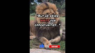 Lion – “King of Discipline” #Motivation #SuccessTips #SelfImprovement #LifeLessons