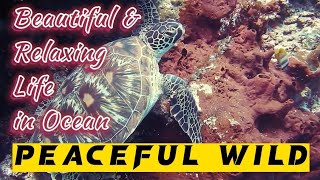 Beautiful & Relaxing Life in Ocean | Peaceful Wild