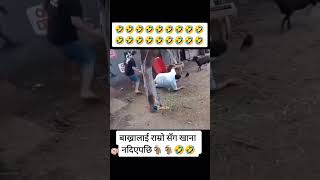 #shorts #animals #wildlife #youtubeshorts