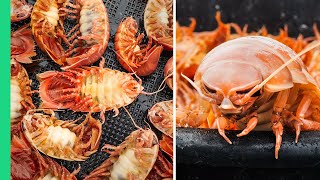 Japanese Seafood NIGHTMARE!!! RARE Deep Sea Creature Cooking!!