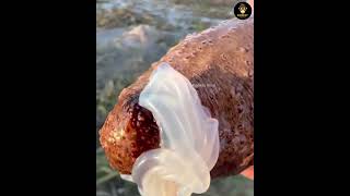 Amazing Facts About sea cucumber ? | #facthindi #facts #hindhifacts #video #ytshorts #viralvideo