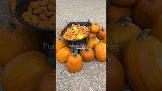 Our First Pumpkin Patch Adventure #foryou #pumpkinpatch #pumpkinpatchdate