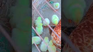 Cute hen chicken #villagebeauty #villagenaturelife #villagenaturelife #nature #shorts