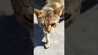 bindi ❤️‍🔥#shorts #ytshorts #love #cat