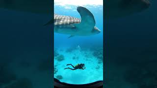 Gentle Giant – Whale Shark Passing Silently #scubadiving #WhaleShark #gentlegiant