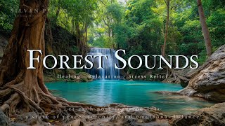 Relaxing Music with Nature Sounds | Relaxing Music for Healing, Stress Relief, Focus & Work