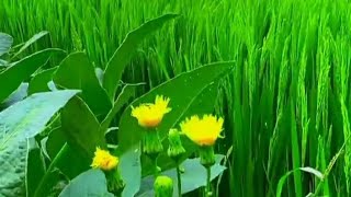#youtubeshorts #viral short video love song for whatsapp status short video song status love