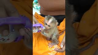 Adroable baby Leo Monkey try milk by bottle    Dadly baby monkey hungry MP4 Part0