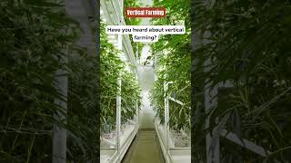 Revolutionizing Urban Food Production 🏙️ 🍅🌱 #VerticalFarming