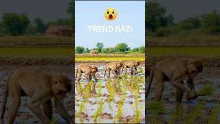 🐒 Monkeys Planting Rice Like Humans! 🌾 | Real Indian Village Farming Scene | 2025 Viral"