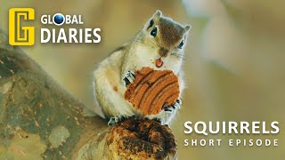 The Cutest Squirrel Enjoying Biscuit | A Short Documentary | Wildlife Animals | Squirrel Survives