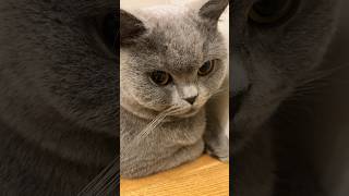 Neko🐾 #cat #britishcat ￼ #britishshorthaircat