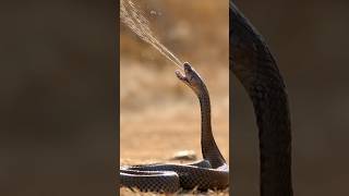 Spitting cobra dangerous snake in the world #snake #animals #tiktok #viralvideo #attack #fight