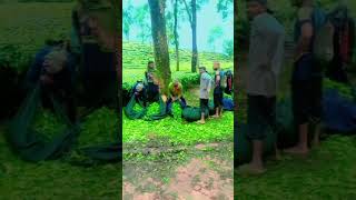 বন্ধু দের সাথে কাটানু কিছু সময় #song #sambalpurisingbajadjashitosh #dj #love #dance