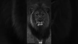 Unstoppable Lion Mindset 🦁 | Powerful Motivational Speech