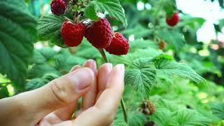 Berries: Foodstories | Discover the Best Berries in Town, Fresh from Holland!